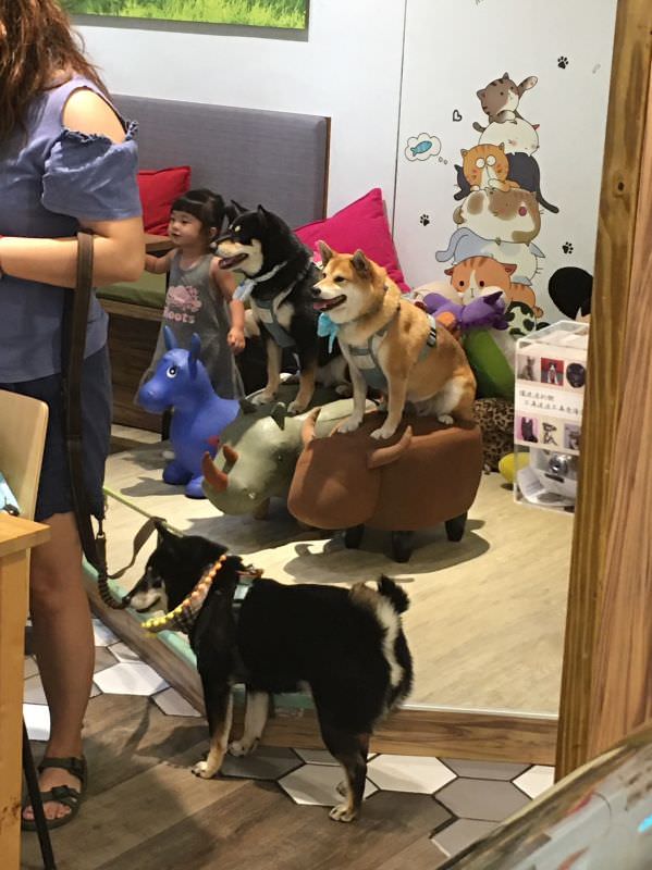 对宠物超友善